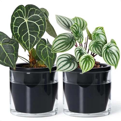 Miniatura 9 de D'vine Dev Maceta de Diseño de Riego Automático de 4 Pulgadas para Plantas de Interior, Maceta de Terracota Azul con Vaso Cilíndrico de Vidrio