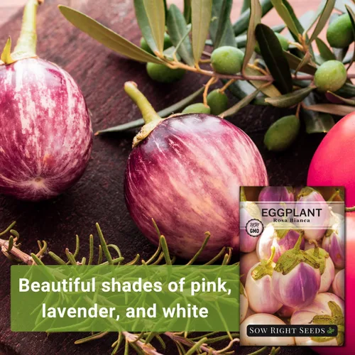 Miniatura 3 de Sow Right Seeds - Semilla de berenjena Rosa Bianca para plantar - Variedad productiva apreciada por los chefs - Paquete de reliquia sin OMG