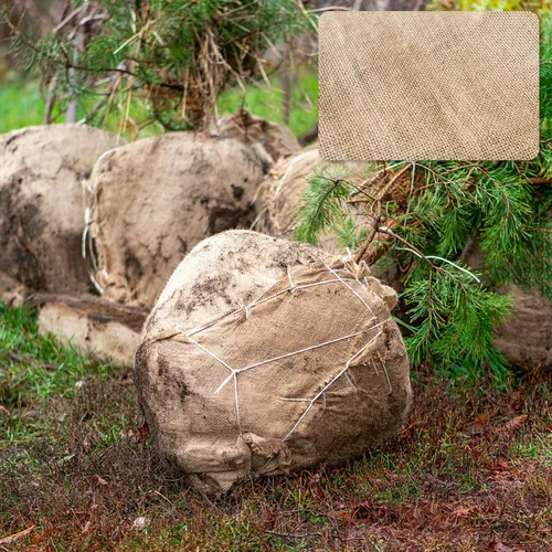 Miniatura 5 de Cubiertas de Arpillera Natural para Plantas Protección contra Heladas, Mantas de Arpillera de Invierno contra Heladas para Plantas de Árboles
