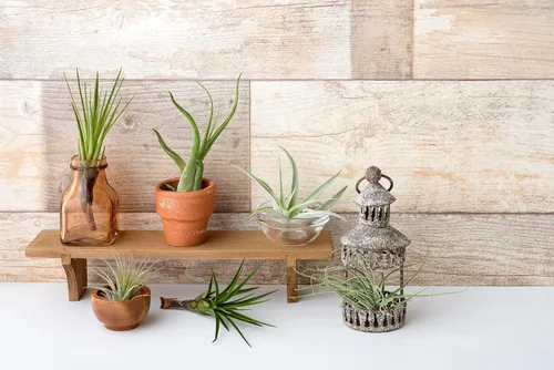 Miniatura 15 de Tillandsia Plantas de aire vivas de interior (paquete de 100), plantas de aire, recuerdos de fiesta a granel o recuerdos de boda, plantas vivas