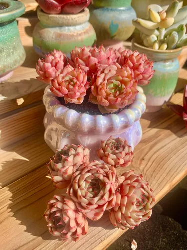 Miniatura 9 de Echeveria Ben Badis - Plantas suculentas vivas raras, planta viva roja de 4 a 5 cabezas de 3 pulgadas, paquete sin maceta y tierra, escritorio