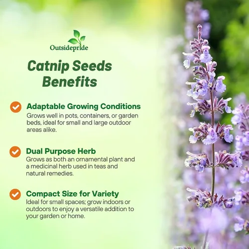 Miniatura 3 de Outsidepride Nepeta Cataria Semillas de hierba gatera para plantar, 1/4 lb. Semillas de hierbas perennes, aptas para polinizadores, tolerantes a