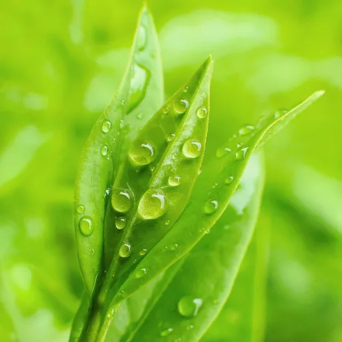 Miniatura 8 de Petal Fresh Eliminación de maquillaje de árbol de té y menta, toallitas limpiadoras, toallitas faciales suaves, limpieza diaria, vegano y libre
