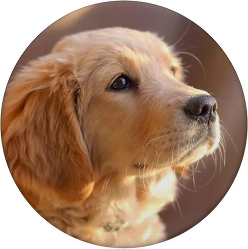 Miniatura 3 de Golden Retriever Puppy – PopSockets Grip y soporte para teléfonos y tabletas