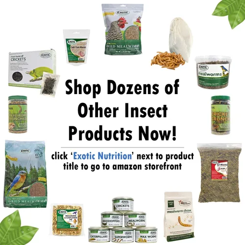 Miniatura 5 de Exotic Nutrition Insectos secos paquete de 3 – Grillos, saltamontes, gusanos de la harina – para planeadores de azúcar, erizos, aves silvestres