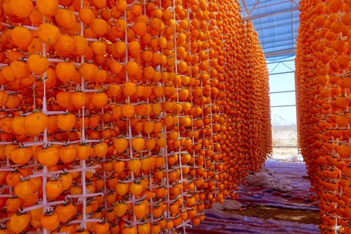Semillas de árbol de caqui americano, 20 semillas, fabricadas en Estados Unidos, se envía desde Iowa, árbol o bonsái popular para exteriores