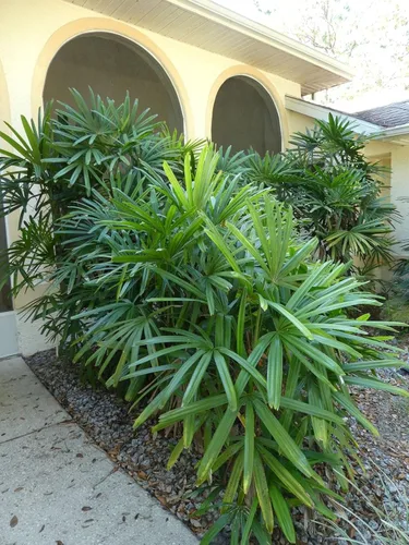 Miniatura 2 de Lady Palm - 5 plantas vivas en macetas de cultivo de 6 pulgadas - Rhapis Excelsa - Hermosa planta de interior de aire limpio para interiores