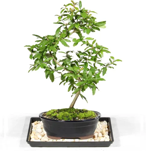Brussel's Bonsai Árbol bonsái de granada enana viva, grande, 6 años, de 12 a 16 pulgadas de alto, árbol bonsái vivo para exteriores con maceta de