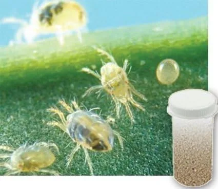 5,000 ácaros depredadores adultos vivos - Una mezcla de especies de ácaros depredadores para el control de ácaros araña - Se envía al siguiente día
