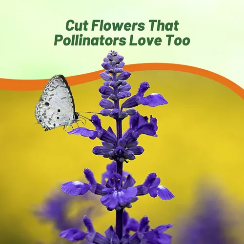 Miniatura 4 de Outsidepride Semillas de salvia clara, 1000 unidades. Semillas de hierbas bienales, fáciles de cultivar y de bajo mantenimiento para plantar flores