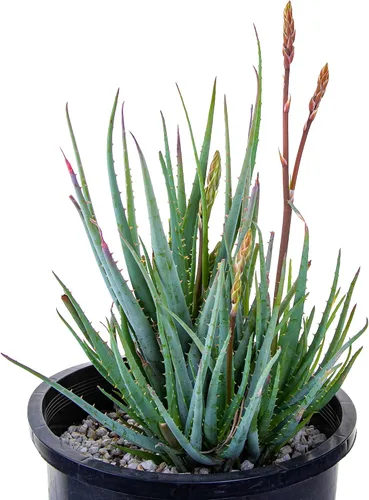 Cactus Outlet - Planta viva de aloe vera para interiores y exteriores, planta de aloe elfo azul, planta de casa de aloe, planta viva lista para el