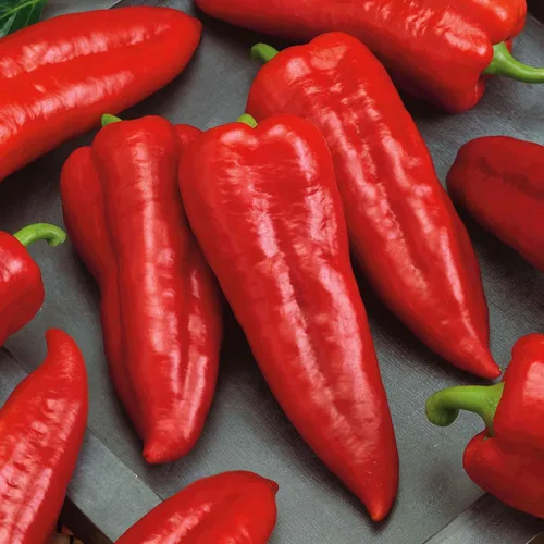 Miniatura 7 de Eden Brothers Semillas de Pimiento Dulce - Pimentón Alma