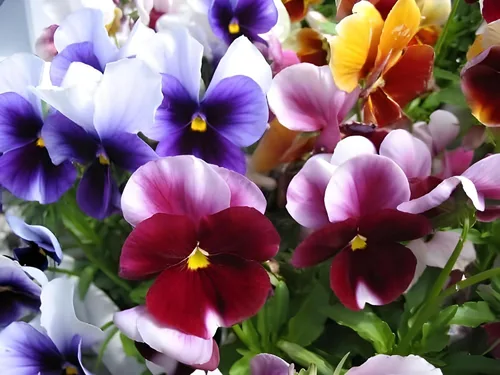 Miniatura 5 de Swiss Giant - Mezcla de semillas de pensamiento – Flores grandes y vibrantes 100 semillas sin OMG para plantar Anuales resistentes al frío