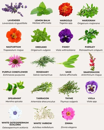 Miniatura 6 de Tactiko - Juego de 35 semillas comestibles de flores y hierbas, semillas cultivadas en Estados Unidos, semillas de polinización abierta sin OMG