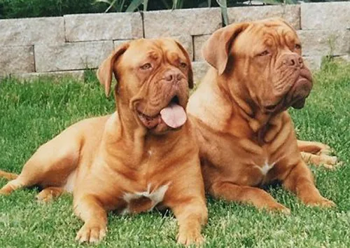 Miniatura 6 de Dean & Tyler Bozal de cesta de alambre para perros, tamaño No. R4