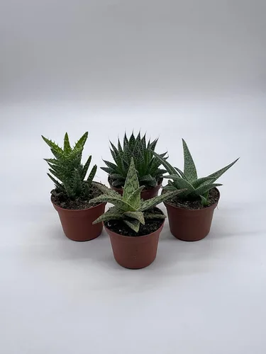 Miniatura 3 de BubbleBlooms Surtido variado de aloe, macetas de 3 pulgadas, 4 suculentas de aloe diferentes
