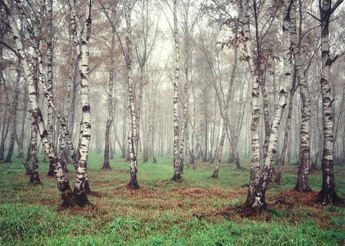 Telón de fondo de tela de 5 x 3 pies con temática de bosque natural, fotografía, árbol de abedul, jungla verde hierba, fondo de paisaje de verano