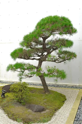 Miniatura 7 de Pino negro japonés Plántula de árbol mediano The Jonsteen Company