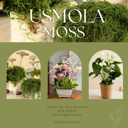 Miniatura 7 de USMOLA Musgo falso de 3.5 onzas para plantas de interior, musgo artificial para centros de mesa, jardines de hadas, terrarios, césped sintético