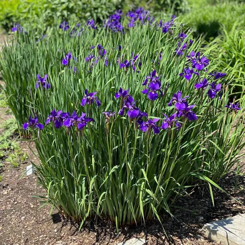 Miniatura 3 de Votaniki Caesar's Brother Siberian Iris - Planta de flores perennes, rizomas de iris siberiano para plantar, flores de primavera y verano, fáciles