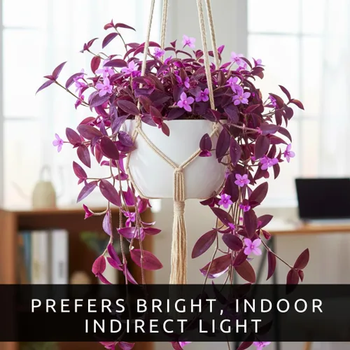 Miniatura 2 de 2 esquejes de judío errante de Puma pálido para cultivar - Esquejes de Tradescantia Pallida - Planta púrpura y lavanda - Planta de interior fácil