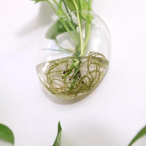 Miniatura 9 de Kingbuy Estación de Propagación de Plantas Colgante de Vidrio para Pared - Paquete de 2 Jarrones de Globo Oblato Montados en la Pared para Plantas