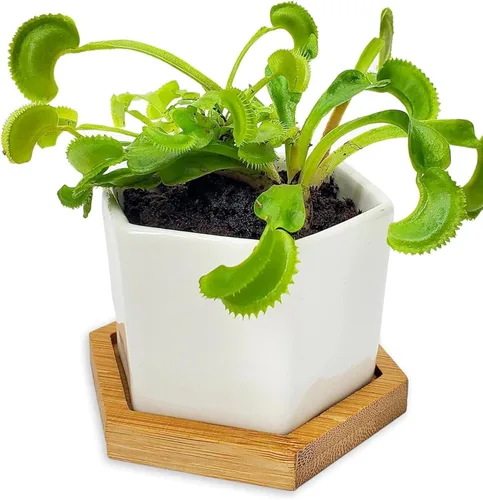Miniatura 8 de Planta Viva Venus Atrapamoscas con Maceta de Cubo de Cristal Elegante de 2.5" - Planta Carnívora Come Insectos - Suelo para Plantas Carnívoras