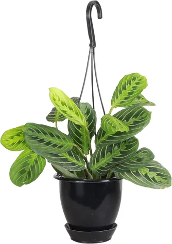 Miniatura 15 de Thorsen's Greenhouse Planta de oración de limón y lima, planta de interior viva, apta para mascotas, atractiva planta de interior, maranta de limón