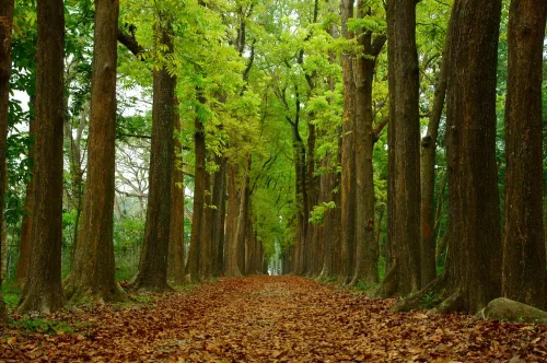 5 semillas de árbol de caoba ricas para plantar - Madera altamente valorada