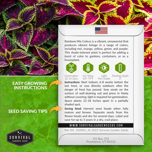 Miniatura 2 de Rainbow Mix Coleus Semillas para plantar, jardín de sombra anual, 1 paquete Indoor & Outdoor Plant with Colorful Foliage for Containers