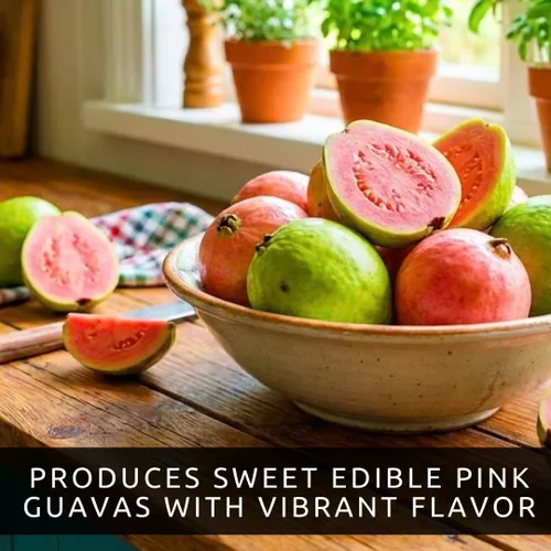 Semillas de árbol bonsái de fruta de guayaba – 50 semillas para cultivar – Fruta tropical exótica y deliciosa. Ideal para árbol bonsái vivo de