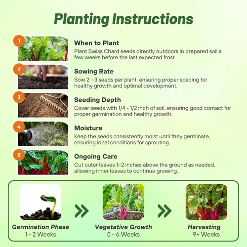 Miniatura 5 de Outsidepride Semillas de acelgas rojas para plantar verduras y microverdes, 1000 piezas de semillas vegetales bienales vibrantes, sabrosas