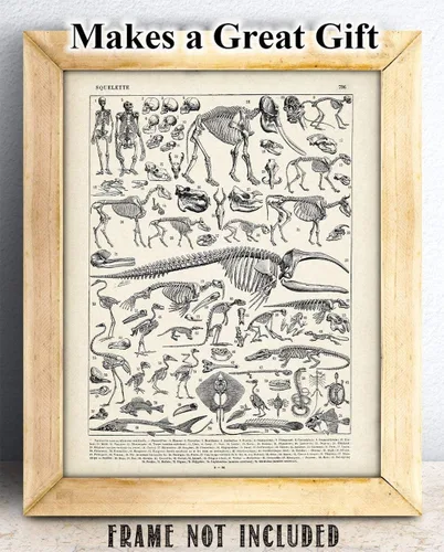 Miniatura 3 de Ilustración de esqueletos de animales de 11 x 14 pulgadas, impresión artística sin marco, arte de pared de biología vintage, póster educativo