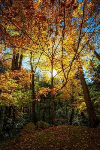 Forest Photography Print (Not Framed) Vertical Picture of Leaves Illuminated by Sunlight on Autumn Day in Great Smoky Mountains Tennessee Tree Wall