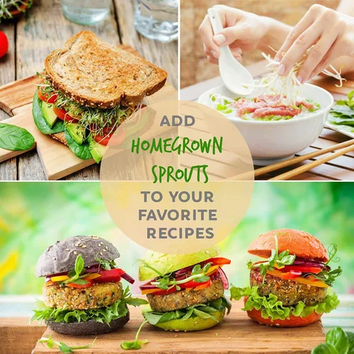 Miniatura 4 de Handy Pantry Mezcla orgánica de germinación de ensalada y microgreens – 1 libra – Mezcla de alfalfa, brócoli, lenteja, frijol mung y semillas