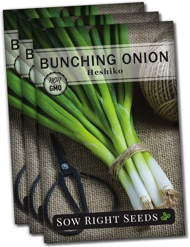 Sow Right Seeds - Heshiko Semillas de cebolla verde japonesa agrupadas para plantar - Reliquia sin OMG - Instrucciones para plantar y cultivar un