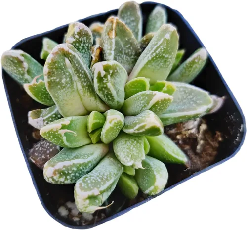 Miniatura 5 de Plantas suculentas de cactus vivos de USKC (maceta de 2 pulgadas Echeveria Blue Bird)