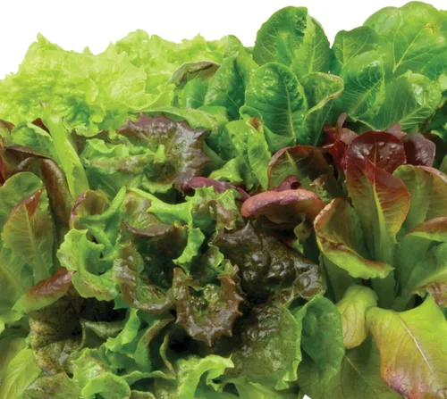 Miniatura 3 de Miracle-Gro AeroGarden - Kit de semilla autóctonas en vainas de ensalada