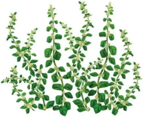 Miniatura 2 de POL-PALA (AERVA LANATA KNOTGRASS DE MONTAÑA), TÉ DE HIERBAS – 1.5 oz (40 g) (1)