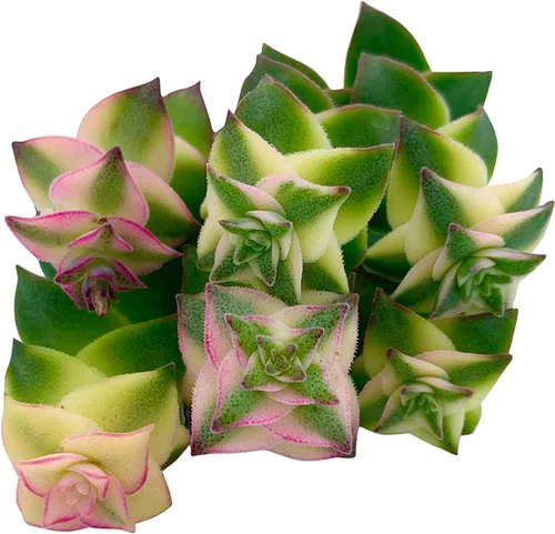 Miniatura 7 de Tallos de Suculentas Vivas (3 Sedum Morganianum Colas de Burro), Plantas Suculentas Vivas, Planta Suculenta SIN Raíces, Plantas de Casa Vivas