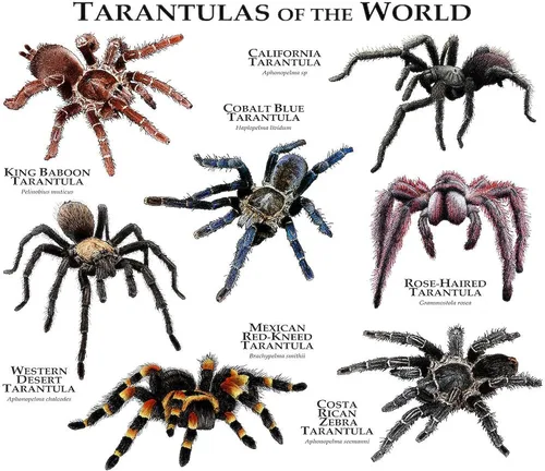 Miniatura 3 de CafePress Tarantulas Of The World Taza de café de cerámica (11 oz)
