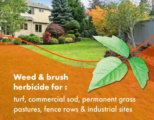 Miniatura 3 de Pro Brush & Poison Ivy Killer – 32oz – (Comparar con Crossroad) Herbicida concentrado posemergente para plantas leñosas, cepillo y control