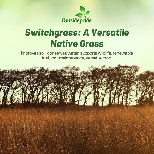 Miniatura 5 de Outsidepride Semilla de Switchgrass - 1 lb. Hierba nativa perenne, resistente a la sequía y las inundaciones, semilla de césped ideal para céspedes