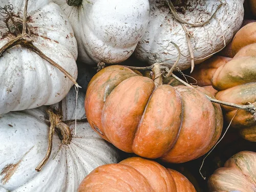 Miniatura 3 de Semillas de calabaza "Fairytale" – Exhibición versátil y calabaza de cocina Carne cremosa, suave y dulce Cucurbita Maxima 'Fairytale' Nunca