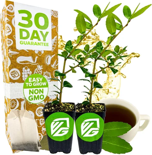 Miniatura 11 de Yerba Mate – Ilex paraguariensis by Wellspring Gardens – Planta de té sudamericana – Árbol del patrimonio cultural – Energizador botánico exótico