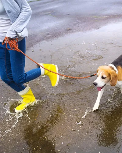 Miniatura 8 de Correa larga para entrenamiento de perros de 10 pies, 16 pies, 30 pies, 50 pies, 100 pies, cuerda de hilos reflectantes, correa resistente