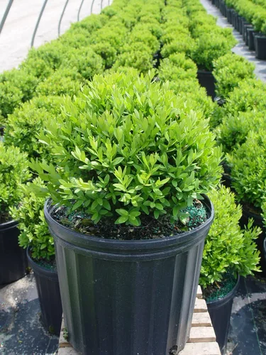 Miniatura 2 de Buxus micro. 'Tide Hill' (Boj) Evergreen, forma extendida, #2 - Tamaño Contenedor