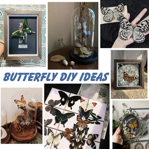 Miniatura 5 de WTUAWB 6 piezas de mariposa de taxidermia real – especímenes de producción creativa de bricolaje, animales de taxidermia para caja de sombra