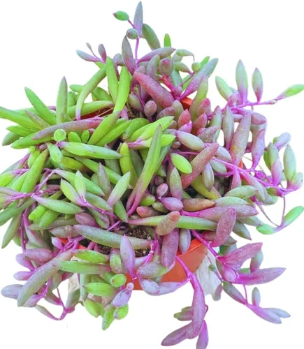 Miniatura 2 de Suculenta Viva Othonna Capensis Collar de Rubí de 4 pulgadas, Plantas Suculentas Vivas, Plantas Suculentas Totalmente Enraizadas, Planta