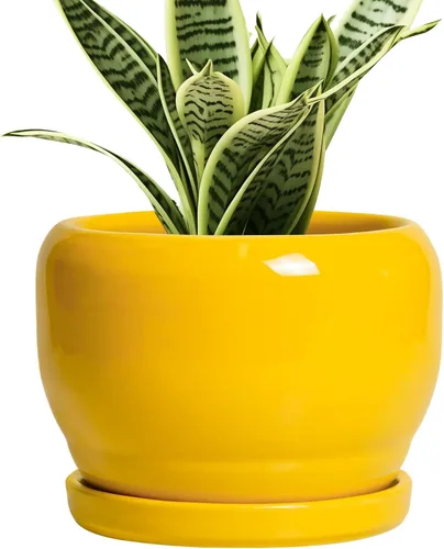 Miniatura 81 de SQOWL Macetas de cerámica – Maceta de 6 pulgadas con orificio de drenaje y bandeja, maceta redonda para plantas de interior, maceta decorativa
